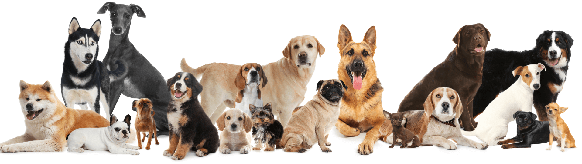 Mixture of dog breeds including Shiba Inu, French Bulldog, Bernese Mountain Dog, Labrador, Pug, German Shepherds, Pug, Beagle and Chihuahua